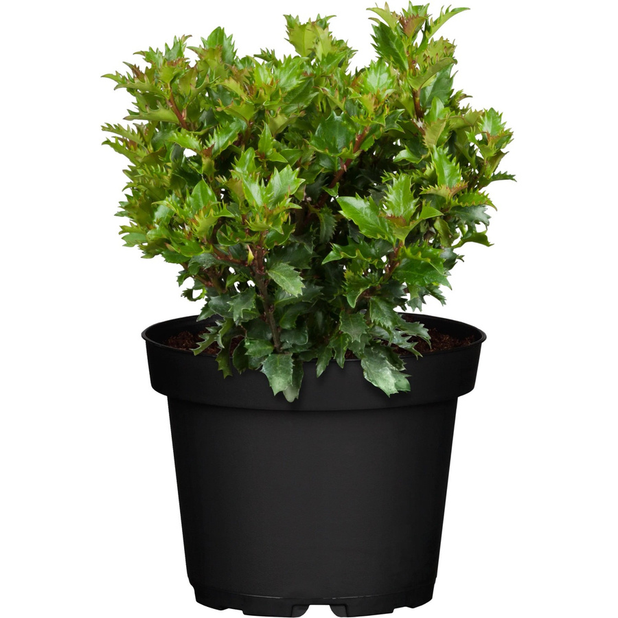 GROW by OBI Ilex Little Rascal Ilex meserveae Hecke Strauch Grün Höhe: 20 - 30 cm, Topf: 2 Liter - Bild 2