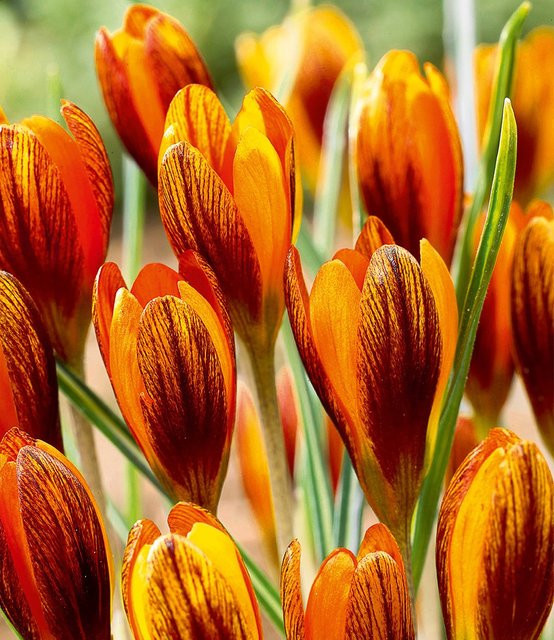 Krokus Orange Monarch Zwiebelpflanze - Bild 1