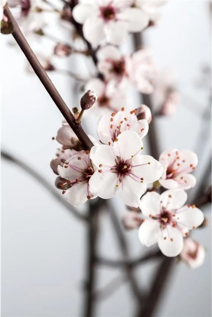 Prunus Cistena Blutpflaume Dunkelrot 60–80 cm von Pflanzen für dich - Bild 1