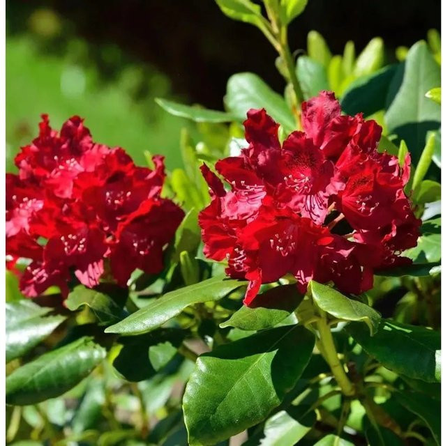 Großblumiger Rhododendron Cherry Kiss Alpenrose in Rot, Höhe: 30-40 cm - Bild 1