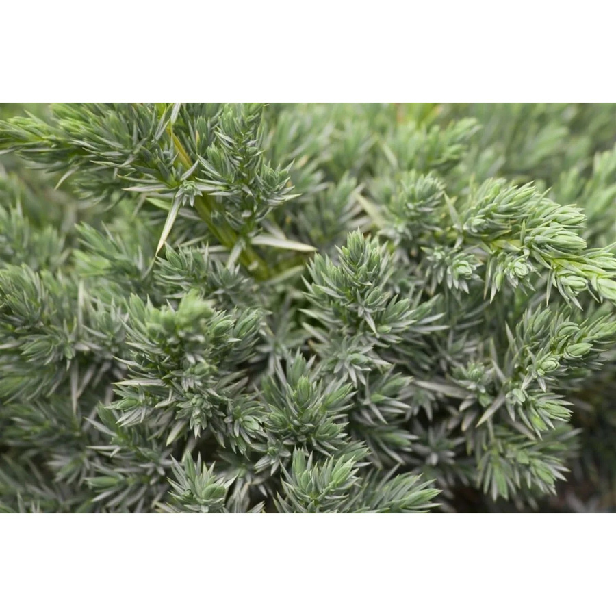 Juniperus Squamata Meyeri Blauer Zwergwacholder, Höhe: 35 cm - Bild 2