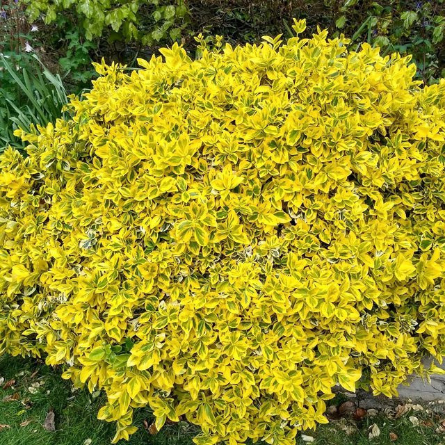 Gelbbunte Kriechspindel Euonymus Emerald n Gold, 12 Pflanzen, Gelb-Grün - Bild 1