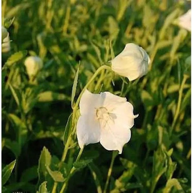 Ballonblume Fuji White Platycodon grandiflorus als weiße Staude für Bauerngärten und Staudenbeete - Bild 1