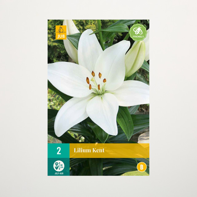 Asiatische Lilie Kent mit 2 Knollen von BLUME2000 - Bild 1