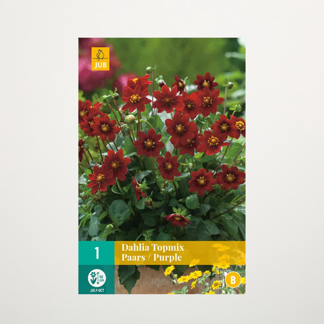 Topmix-Dahlie lila Knolle für Beete und Blumenkübel von BLUME2000 - Bild 1