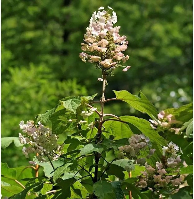 Eichenblättrige Hortensie Snow Circle Hydrangea quercifolia von Nr-01.de in Weiß, Rot und Grün - Bild 1