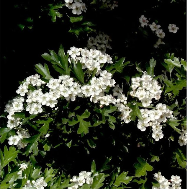 Hochstamm Kugel Zwerg Weißdorn Crataegus monogyna von Nr-01.de - Bild 1