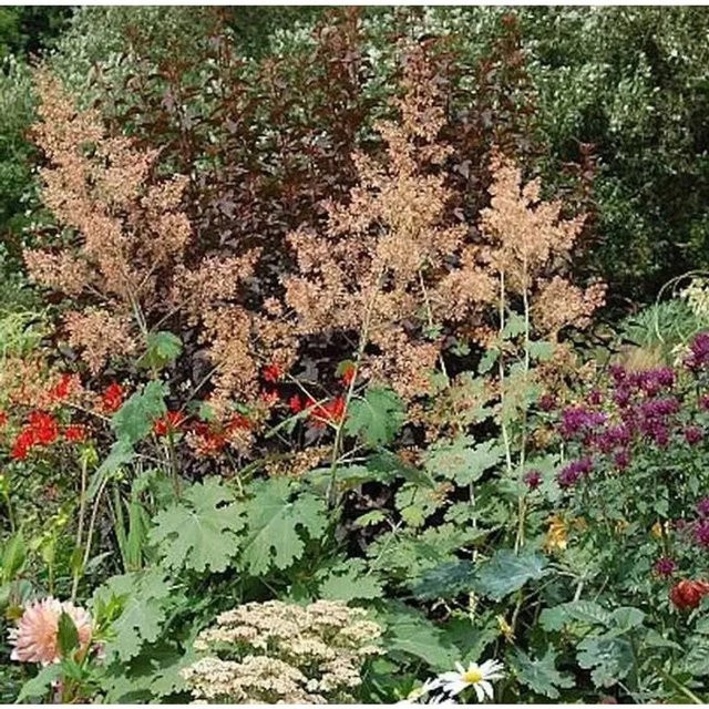 Macleaya micocarpa Federmohn Kelway's Coral Plum - Coral - Bild 1