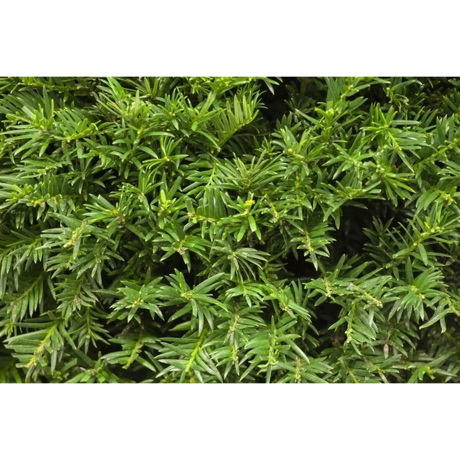Taxus baccata Osterberg Eibe für Garten, Hecke und Beet, Höhe: 25-30 cm - Bild 2