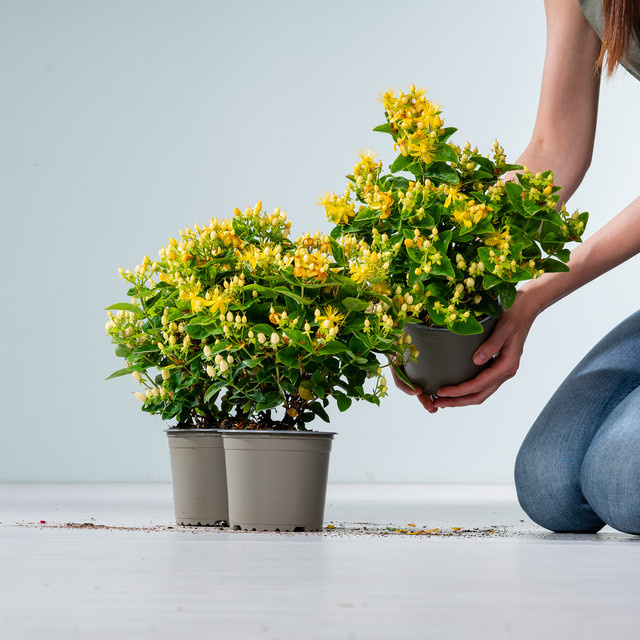3er Set Gelbes Johanniskraut Hypericum von BLUME2000 für Gartenbeet, Blumenkübel oder Balkon - Bild 1