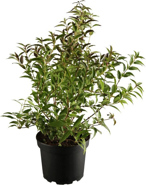 OBI Deutzia Maiblumenstrauch Weiß, Höhe: 30 - 50 cm, Topf: ca. 3,5 l - Bild 1