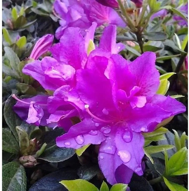 Rhododendron nakaharai Zwerg Azalee Galapagos kriechende Immergrüne Bodendecker von Nr-01.de - Bild 1