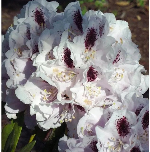 INKARHO Rhododendron Calsap Alpenrose großblumiger Zierstrauch für den Außenbereich - Bild 1