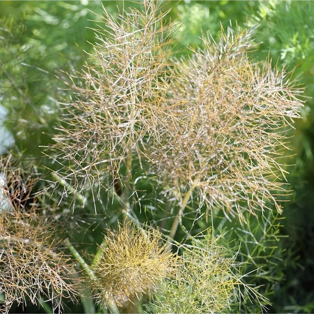 Bronze Fenchel Foeniculum vulgare von Nr-01.de - Bild 1