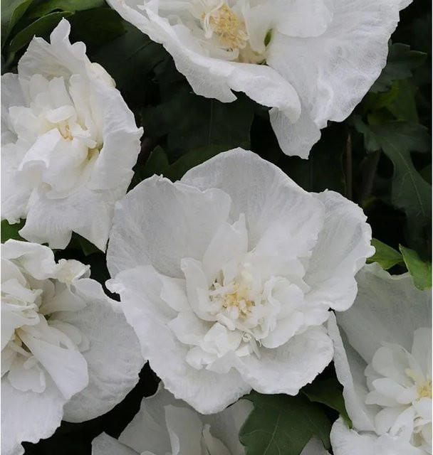 Nr-01.de Hibiscus Diana Hochstamm Garteneibisch in Weiß, Höhe: 60-80 cm - Bild 1
