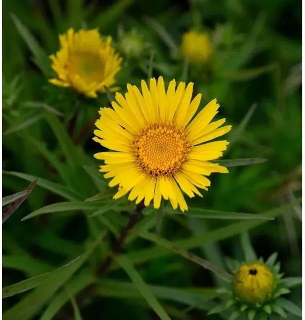 Zwergalant Inula enisfolia gelbe Staude als Bodendecker für Stauden- und Steingärten - Bild 1