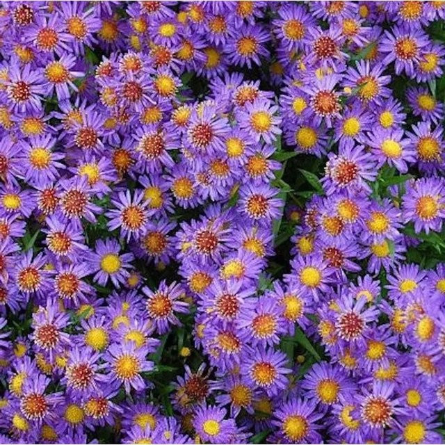 Aster novi belgii Glattblattaster in Lila als mehrjährige Staude für den Garten - Bild 1