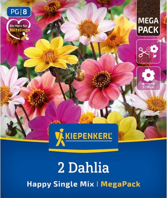Kiepenkerl Dahlien Happy Single Mix Dunkellaubig, 2 Zwiebeln, bunt - Bild 1