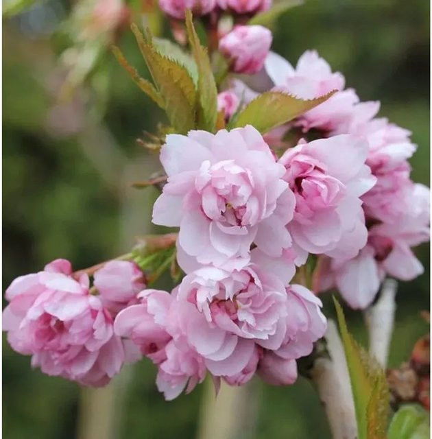Japanische Hänge-Nelkenkirsche Prunus serrulata mit pinkfarbener Blüte von Nr-01.de, Höhe: 80-100 cm - Bild 1