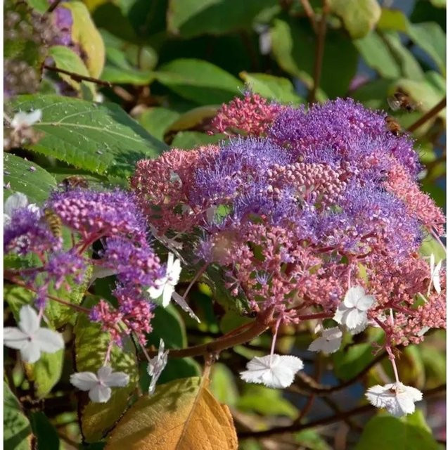 Fellhortensie Kawakami Hydrangea aspera in Lila, Höhe: 40-60 cm - Bild 1