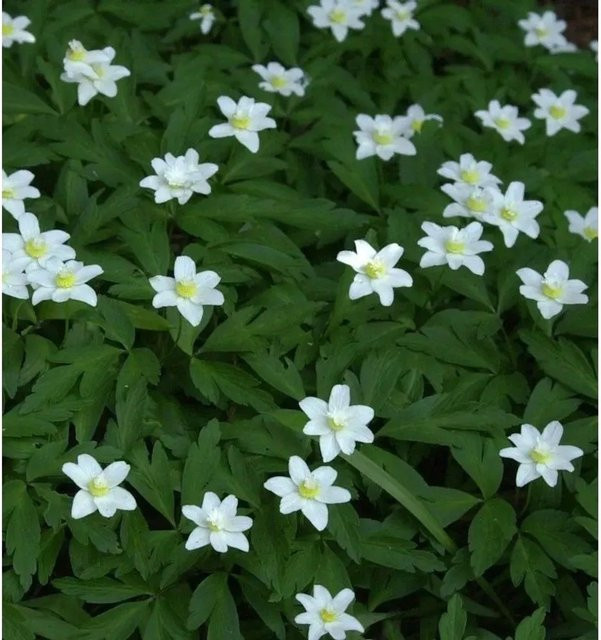 Windröschen Annabelle White Anemone multifida weiße Staude - Bild 1