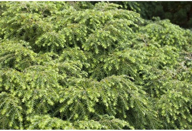 Tsuga Canadensis Nana Zwerg-Hemlocktanne Kompakt Nadelgehölz Grün 20–30 cm - Bild 1