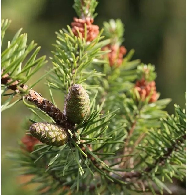 Banks Kiefer Arktis Pinus banksiana Strauch für den Garten, Grün - Bild 1