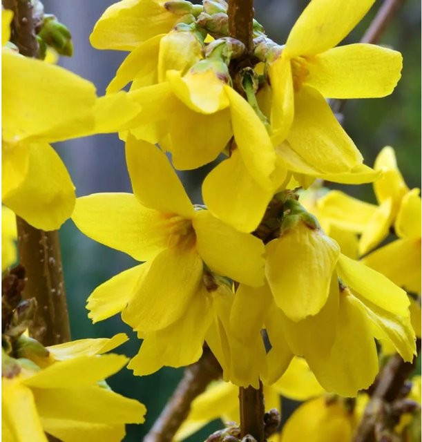 Forsythia Goldrausch gelbe Blütenhecke oder Solitärpflanze Höhe: 60-80 cm - Bild 1
