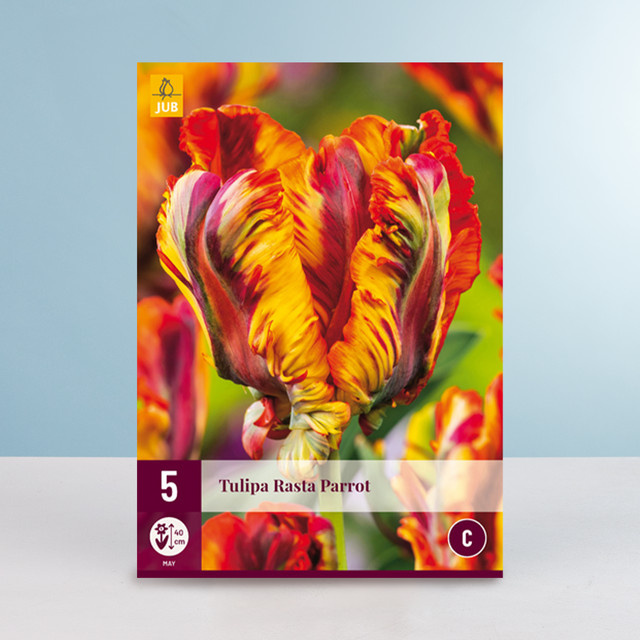 Tulpe Rasta Parrot Blumenzwiebeln von BLUME2000, 5 Stück - Bild 1