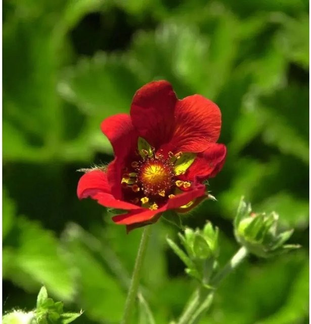 Fingerkraut Gibson Scarlett Potentilla atrosanguinea rote Gartenstaude - Bild 1