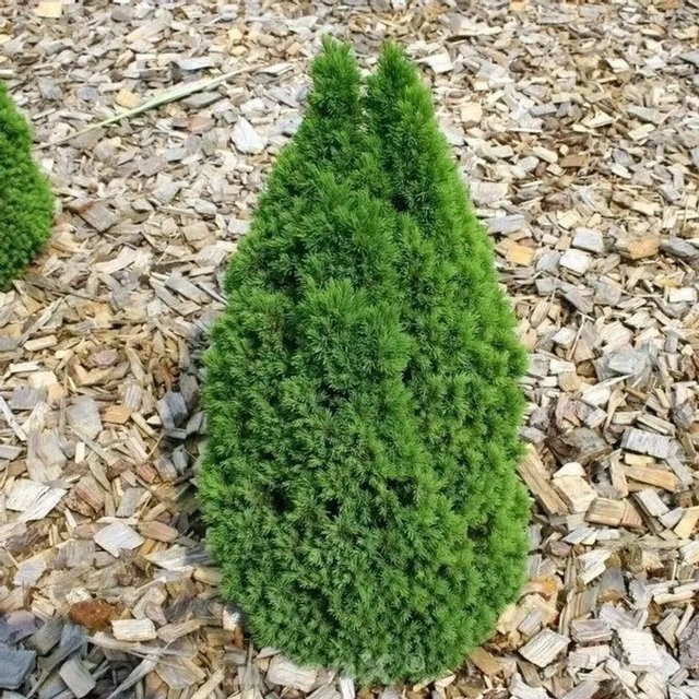 Zwerg Zuckerhutfichte Laurin Picea glauca als Kübelpflanze in Blau und Grün, Höhe: 30-40 cm - Bild 1