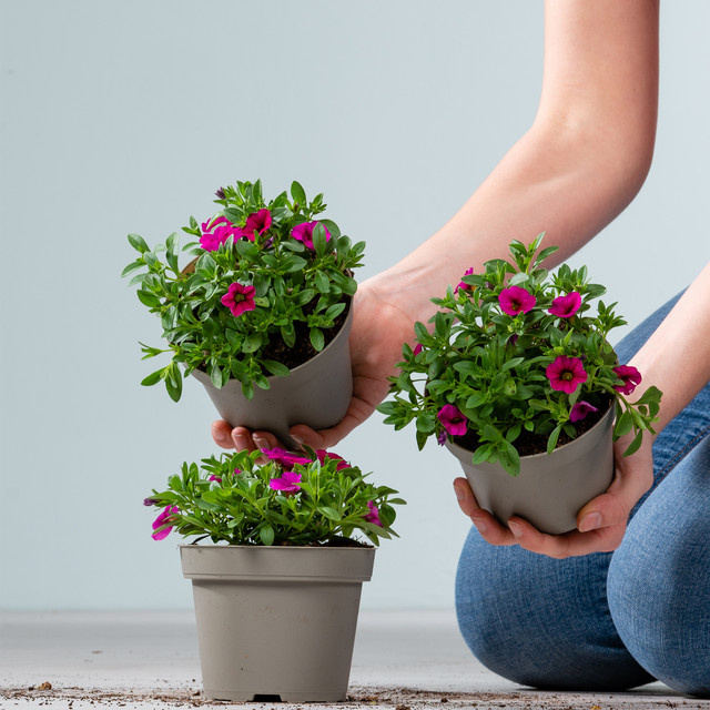 3er Set pinkfarbene Calibrachoa Zauberglöckchen von BLUME2000 für Balkon und Blumenampeln - Bild 1