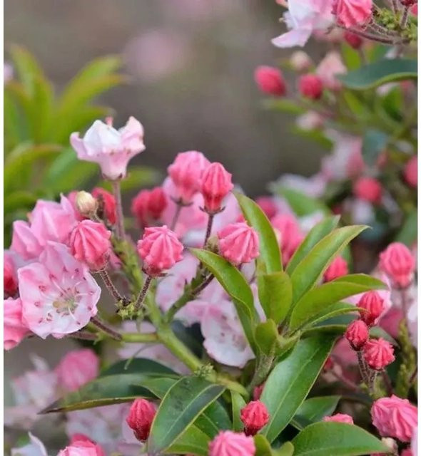 Großer Berglorbeer Tiddlywinks Kalmia latifolia als Zierstrauch für den Garten - Bild 1