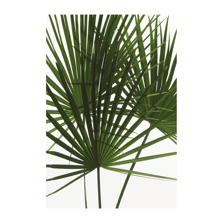 Komar Wandbild Palmtree Leaves in Grün, Poster auf Fotopapier, Breite: 50 cm, Höhe: 70 cm - Bild 2