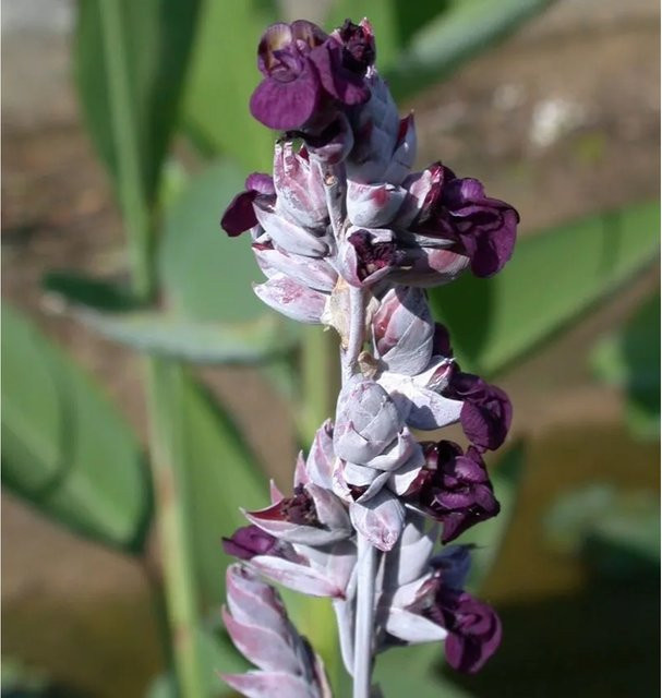 Thalia dealbata Kleine Marante für Gewässer in Lila - Bild 1