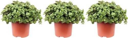 3er-Set Flowerbox Callisia Repens Kriechendes Schönpolster, Grün, Topf-Durchmesser: 10,5 cm - Bild 1