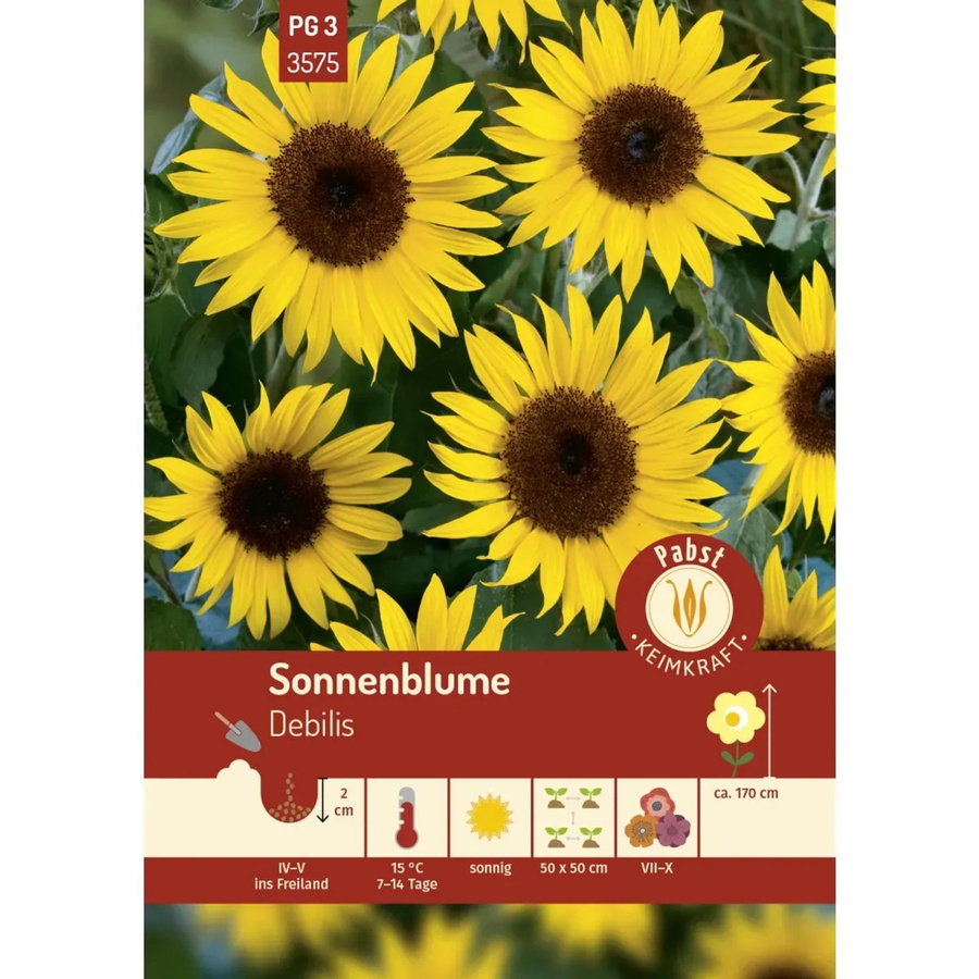 Pabst Keimkraft Sonnenblume Debilis Saatgut für Beete und Rabatten - Bild 2