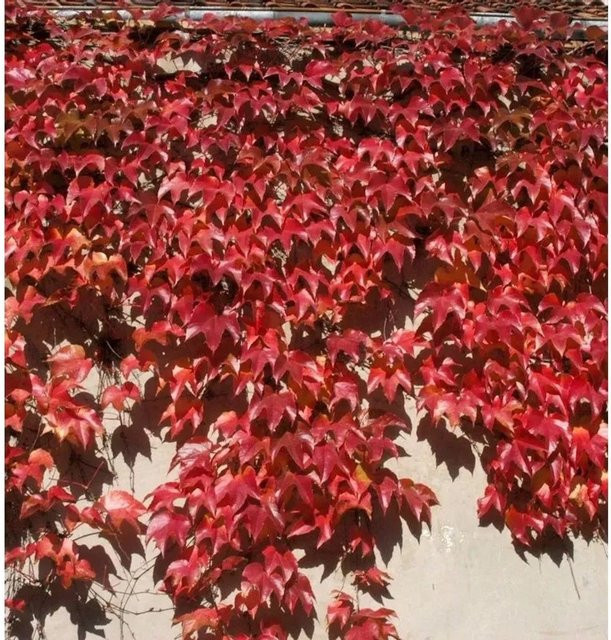 Chinesische Jungfernrebe Parthenocissus henryana Kletterpflanze von Nr-01.de, 40-60 cm - Bild 1
