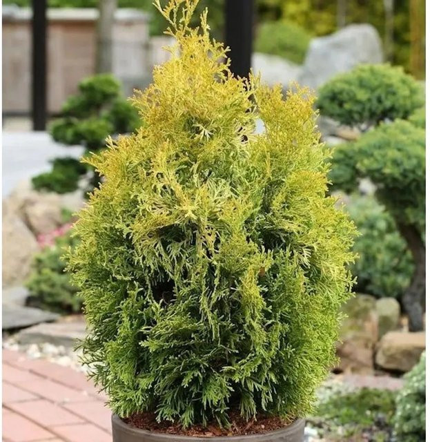 Thuja occidentalis Lebensbaum Golden Smaragd Heckenpflanze von Nr-01.de in Gold und Grün - Bild 1