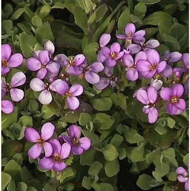 Gänsekresse Aubris Deep Rose Arabis caucasica in der Farbe Rose als mehrjährige Bodendecker-Pflanze für Steingärten und Mauerbepflanzungen - Bild 1