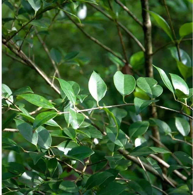 Glänzender Liguster Ligustrum lucidum als Hecke und Sichtschutz, Grün, Höhe: 80-100 cm - Bild 1