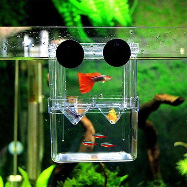 DCPET Multifunktionale hochklare Fischzucht-Isolationsbox in Transparent und Weiß als Aquarium-Brut-Inkubator für Guppies, B/T/H: 11,0 x 8,0 x 7,0 cm - Bild 1