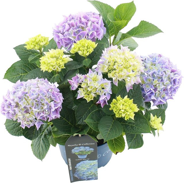 GROW by OBI Gartenhortensie Fabolo Blau Hydrangea macrophylla im Topf - Bild 1