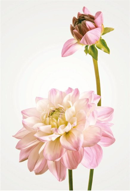 Komar Wandbild Dahlia Paper Poster Breite: 50 cm, Höhe: 70 cm - Bild 1