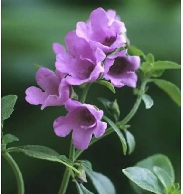 Strauchminze Prostanthera cuneata in Weiß und Rosa, Höhe: 30-40 cm - Bild 1