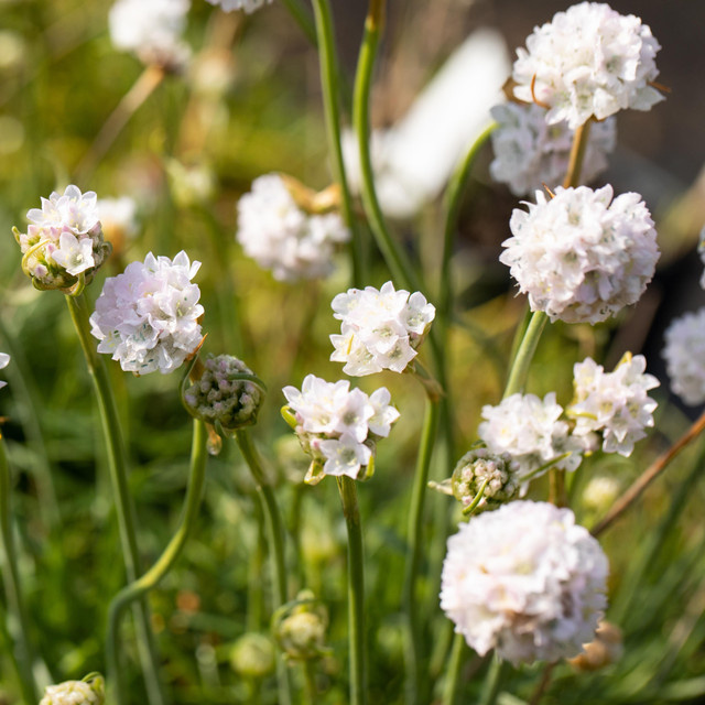 BIO Weiße Grasnelke Armeria maritima von BLUME2000, 3 Stück pflegeleichte Stauden für Garten, Steingärten und Beete - Bild 1