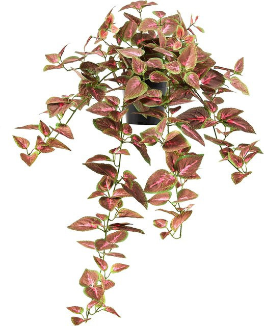 Künstliche Buntnessel Romilda von Aplanta in Multicolor, Höhe: 80 cm - Bild 1