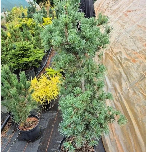 Blaue Edeltanne Abies procera von Die Nr-01.de in Blau und Grün, Höhe: 35 cm - Bild 1