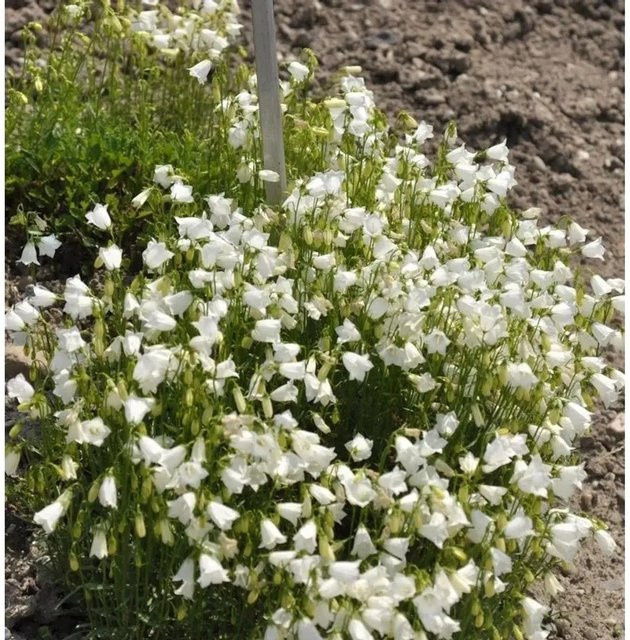 Zwergglockenblume Alba Campanula cochleariifolia in Weiß von Nr-01.de - Bild 1