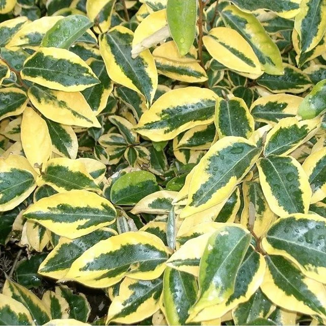 Arborix Ölweide Gilt Edge Elaeagnus ebbingei Schnittverträglicher Zierstrauch in Gelb, Silber, Weiß und Grün, 30 bis 40 cm im Container - Bild 1